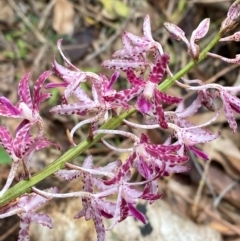 Dipodium variegatum (Blotched Hyacinth Orchid) at Termeil, NSW - 8 Dec 2023 by Tapirlord