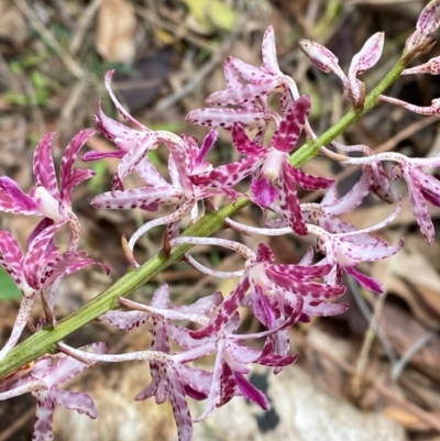 Dipodium variegatum (Blotched Hyacinth Orchid) at Termeil, NSW - 8 Dec 2023 by Tapirlord