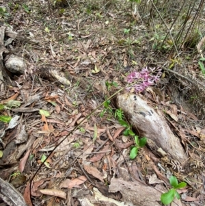 Dipodium variegatum at Meroo National Park - 8 Dec 2023