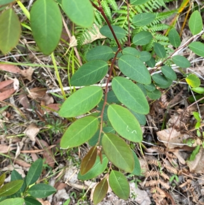 Breynia oblongifolia (Coffee Bush) at Termeil, NSW - 8 Dec 2023 by Tapirlord