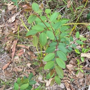 Breynia oblongifolia at Meroo National Park - 8 Dec 2023 03:40 PM