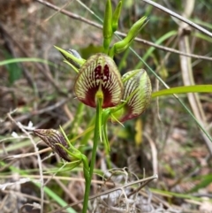 Cryptostylis erecta (Bonnet Orchid) at Termeil, NSW - 8 Dec 2023 by Tapirlord