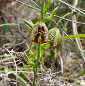 Cryptostylis erecta at Meroo National Park - 8 Dec 2023