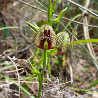 Cryptostylis erecta (Bonnet Orchid) at Meroo National Park - 8 Dec 2023 by Tapirlord
