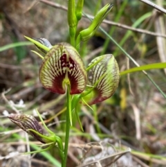 Cryptostylis erecta at Meroo National Park - 8 Dec 2023