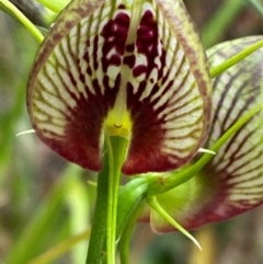 Cryptostylis erecta at Meroo National Park - suppressed