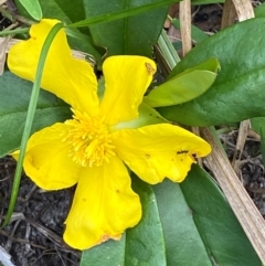 Hibbertia scandens (Climbing Guinea Flower) at Termeil, NSW - 8 Dec 2023 by Tapirlord