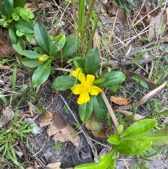 Hibbertia scandens at Meroo National Park - 8 Dec 2023