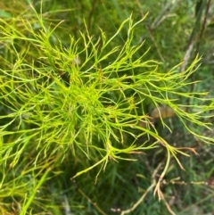 Baloskion tetraphyllum (Swamp Foxtails) at Meroo National Park - 8 Dec 2023 by Tapirlord