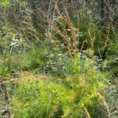 Baloskion tetraphyllum at Meroo National Park - 8 Dec 2023