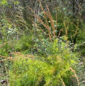 Baloskion tetraphyllum at Meroo National Park - 8 Dec 2023 03:32 PM