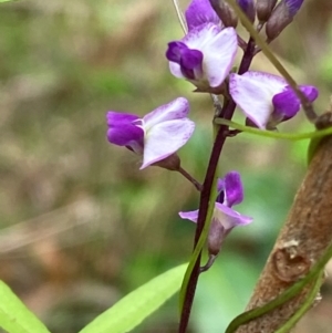 Glycine microphylla at Meroo National Park - 8 Dec 2023