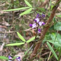 Glycine microphylla at Meroo National Park - 8 Dec 2023