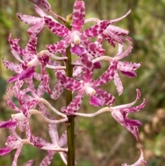 Dipodium variegatum (Blotched Hyacinth Orchid) at Termeil, NSW - 8 Dec 2023 by Tapirlord