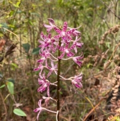 Dipodium variegatum at Meroo National Park - suppressed