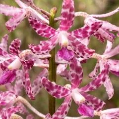 Dipodium variegatum at Meroo National Park - suppressed