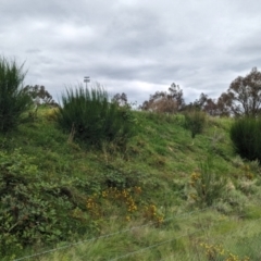 Cytisus scoparius subsp. scoparius (Scotch Broom, Broom, English Broom) at Greenway, ACT - 15 Jan 2024 by JP95