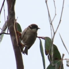 Melithreptus brevirostris (Brown-headed Honeyeater) at Alpine - 14 Jan 2024 by JanHartog