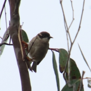 Melithreptus brevirostris at Wingecarribee Local Government Area - 15 Jan 2024 12:25 AM