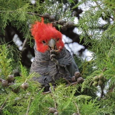 Callocephalon fimbriatum (Gang-gang Cockatoo) at Waramanga, ACT - 14 Jan 2024 by AndyRoo