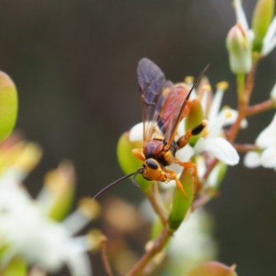 Ichneumonidae (family) (Unidentified ichneumon wasp) at Griffith Woodland - 1 Jan 2024 by JodieR