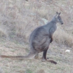 Osphranter robustus (Wallaroo) at Melrose - 14 Jan 2024 by michaelb