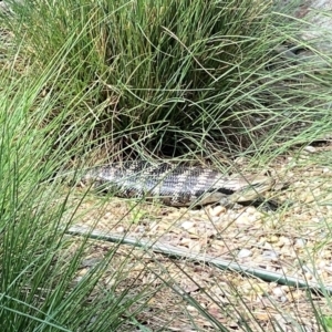 Tiliqua scincoides scincoides at QPRC LGA - suppressed