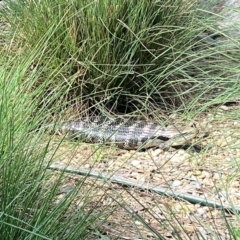 Tiliqua scincoides scincoides (Eastern Blue-tongue) at Wandiyali-Environa Conservation Area - 14 Jan 2024 by Wandiyali