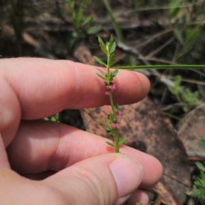 Gonocarpus tetragynus at QPRC LGA - 15 Jan 2024