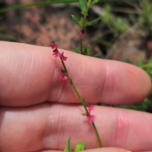 Gonocarpus tetragynus at QPRC LGA - 15 Jan 2024