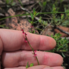 Gonocarpus tetragynus at QPRC LGA - 15 Jan 2024