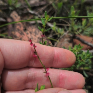 Gonocarpus tetragynus at QPRC LGA - 15 Jan 2024