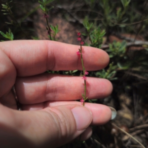 Gonocarpus tetragynus at QPRC LGA - 15 Jan 2024