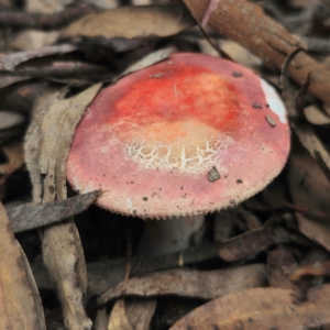 Russula sp. (genus) at QPRC LGA - 15 Jan 2024