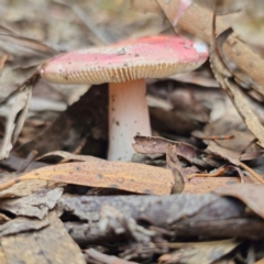 Russula sp. (genus) at QPRC LGA - 15 Jan 2024