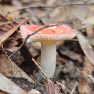 Russula sp. (genus) at QPRC LGA - 15 Jan 2024