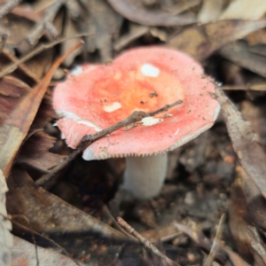 Russula sp. (genus) at QPRC LGA - 15 Jan 2024