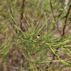 Exocarpos strictus at QPRC LGA - 15 Jan 2024