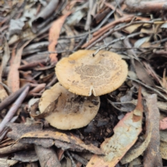 Amanita sp. (Amanita sp.) at QPRC LGA - 15 Jan 2024 by Csteele4