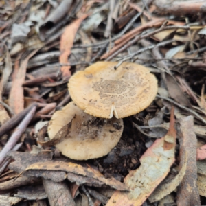 Amanita sp. at QPRC LGA - 15 Jan 2024 12:14 PM