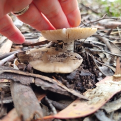 Amanita sp. at QPRC LGA - 15 Jan 2024 12:14 PM