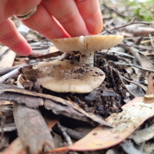 Amanita sp. at QPRC LGA - 15 Jan 2024 12:14 PM