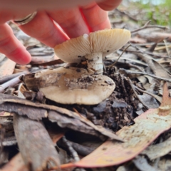 Amanita sp. at QPRC LGA - 15 Jan 2024 12:14 PM