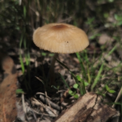 Oudemansiella gigaspora group (Rooting Shank) at QPRC LGA - 15 Jan 2024 by Csteele4