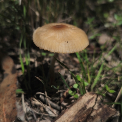 Oudemansiella gigaspora group (Rooting Shank) at QPRC LGA - 15 Jan 2024 by Csteele4