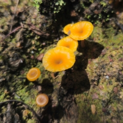 Lichenomphalia chromacea (Yellow Navel) at Captains Flat, NSW - 15 Jan 2024 by Csteele4