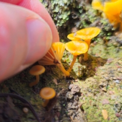 Lichenomphalia chromacea at QPRC LGA - 15 Jan 2024