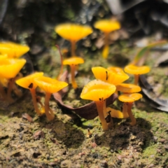 Lichenomphalia chromacea at QPRC LGA - 15 Jan 2024