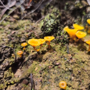 Lichenomphalia chromacea at QPRC LGA - 15 Jan 2024