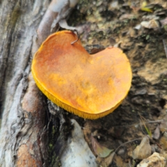 Unidentified Cap on a stem; gills below cap [mushrooms or mushroom-like] at Captains Flat, NSW - 15 Jan 2024 by Csteele4